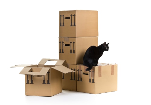 Licensed Movers in Chicago